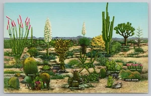 Variedades de Vegetación del Desierto Yuca Josué Árbol Mezcal Ocotillo Postal - Imagen 1 de 2