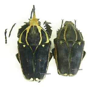 Escarabajo/Cetoniidae sin montar - Mecynorrhina torquata ugandensis, AZUL, PAR 11 - Imagen 1 de 1