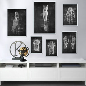 Menschlich Bilder Wandbild Anatomie Kunstwerk Leinwanddrucke Körper Erziehen Neu