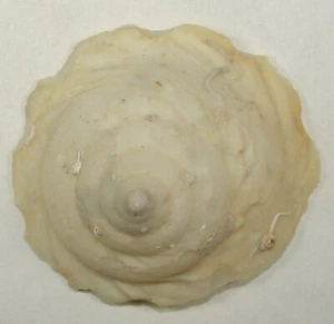 ONUSTUS CARIBAEUS 60.62mm SUPER CHOICE SPECIMEN W.N.W. of Tampa, Florida - Picture 1 of 2
