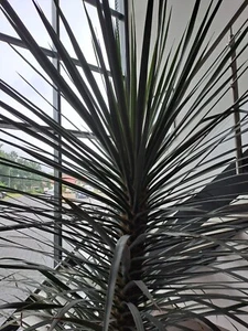 Palme / evntl. kanarischer Drachenbaum - Bild 1 von 3