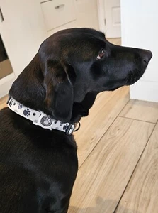 DoggieFresh Dog Collar And Lead Set With Scented Disc, White Medium  - Picture 1 of 6