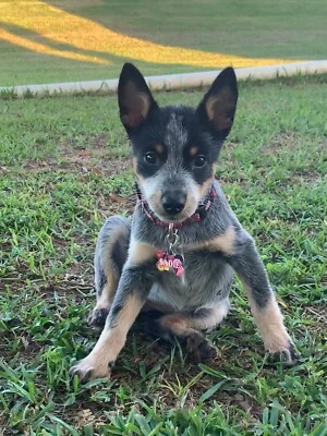 CUSTOM PERSONALIZED SM BONE SHAPED PET DOG ID TAG DOUBLE SIDED ALUMINUM  - Image 1 of 4