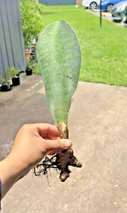 Sansevieria Masoniana Whale Fin Snake Plant 13" Tall Mother In Law Tongue Live - Picture 1 of 6