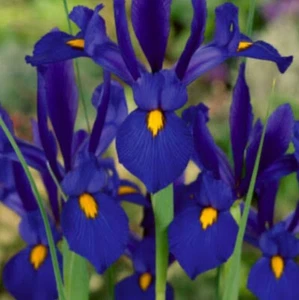 Bulbs : Dutch Iris : Colour Blue / Purple :  5 Bulbs For $30 Free Postage - Picture 1 of 5