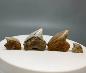 Group of 4 Nice Fossil Squalicorax kaupi - Extinct Crow Shark teeth - Cret, KZ - Picture 1 of 2