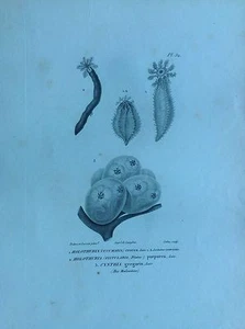 HOLOTHURIA CYNTHIA GREGARIA acquaforte 1830 Storia Naturale Centurie Zoologique - Picture 1 of 1