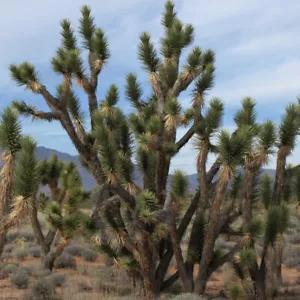 Yucca Brevifolia var. Jaegeriana - 10 Seeds - Dwarf Joshua Tree - Picture 1 of 1