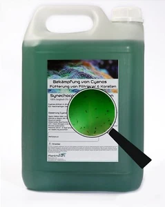 5 Liter Synechococcus Sp. mit marinen Zooplankton - Copepoden gegen Cyano - Bild 1 von 1