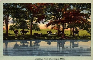 POSTCARD GREETINGS FROM CHEBOYGAN MICHIGAN - COWS INTHE FIELD - Picture 1 of 2