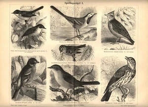 1889 Antica Stampa = PICCHIO CUCULO TUCANO = Uccelli Ornitologia = OLD PRINT - Picture 1 of 1