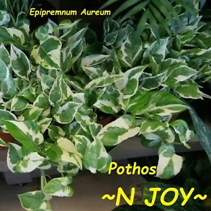 ~N-JOY POTHOS~ Vine LIVE POTTED HOUSEPLANT NOT BARE ROOT! 2-3 Plants per POT - Picture 1 of 5