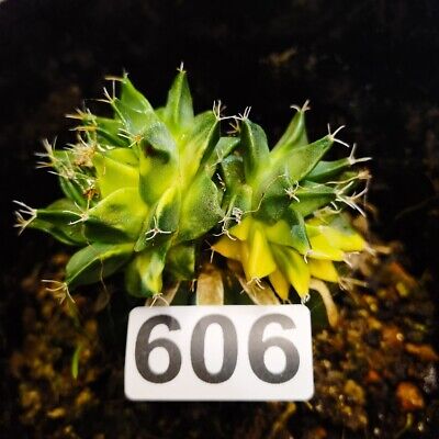 0327- -Obregonia Denegrii Variegate/Astrophytum Asterias/  Ariocarpus/ • 9.20€