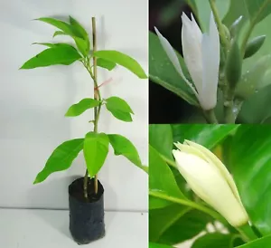 Michelia alba, 1 Tropical Plant, Sweet Strong Fragrance Plant - Bild 1 von 10