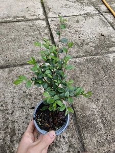 Chinese Elm Ulmus parvifolia Bonsai Starter Beginner Indoor Outdoor Uses in 9cm - Picture 1 of 5