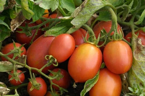 Roma Tomato Seeds | Heirloom | Organic - Picture 1 of 1