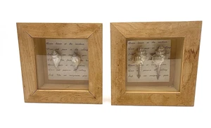 2) 5 1/2" x 5 1/2"x 1 1/2" Holz & Glas Schattenkasten Nautilus Muschel Displays - Bild 1 von 10