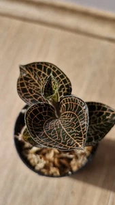 Anoectochilus ROXBURGHII POINTED LEAF Jewel Orchid Seedling - Picture 1 of 5