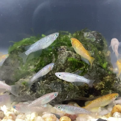 Lot of 10 Medaka, Glitter Mix, Japanese Rice Fish, Easy Hardy Aquarium/Pond Fish - Image 1 of 4