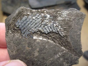 Pez Pérmico Aeduella blainvillei parcial fósil espécimen cola sección #T2 - Imagen 1 de 4