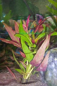 1 Bund Papageienblatt / Althernanthera rosaefolia Aquariumpflanze Wasserpflanze - Bild 1 von 1