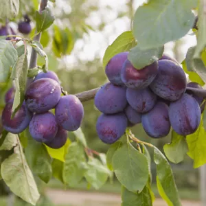 'Czar' Plum Patio Fruit Tree in a 5L Pot 90-110cm Tall Grow Your Own Fruit - Picture 1 of 7