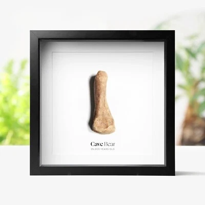 Fossil Cave Bear Bone Box Frame Real Dinosaur Fossil Home Decor Interior Design - Image 1 of 3