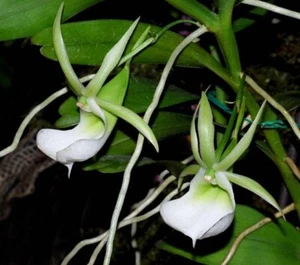 Angraecum infundibulaire non bloom size rare Angraecum orchid species. - Picture 1 of 6