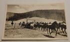 Running The Remuda Horseback Riding Vintage Postcard Unused Cowboy 