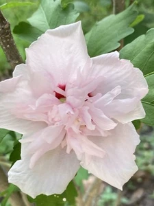 Double White to Pink Red Heart Rose of Sharon Had Buds 11" Tall With 4" Pot - Picture 1 of 5