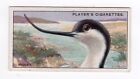 Bird Cigarette Card 1929 #02 The Avocet