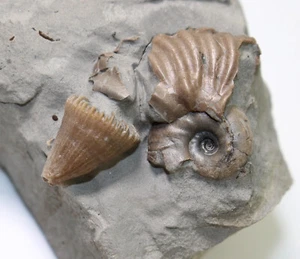 Koralle, Trochocyathus conulus, Kreide, Alb, Troyes, Frankreich -eb7847 - Picture 1 of 6