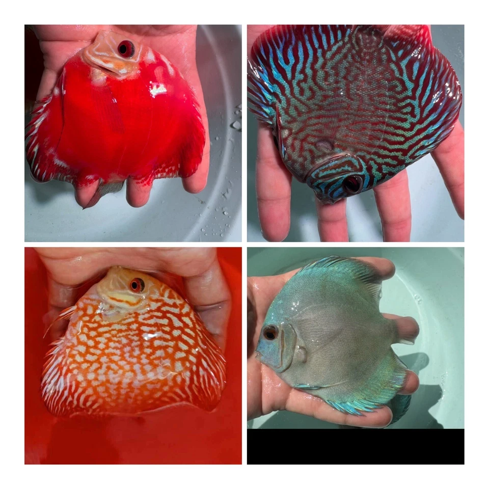 Pack de 4 Peces Disco 4" - Peces Vivos Acuario Envío Durante la Noche Foto 1 de 1