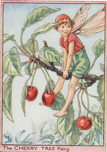 Flower Fairies: THE CHERRY TREE FAIRY Vintage Print c1930 by Cicely Mary Barker