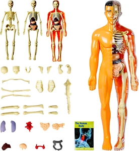 Modelo de cuerpo humano de 11,3 pulgadas con 8 órganos montados y desmontados modo esqueleto - Imagen 1 de 12