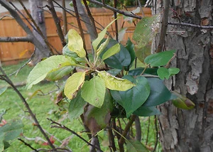 Branch with Leaves Cache Container for Geocaching comes with a Log Book - Picture 1 of 2