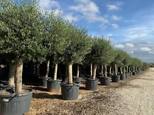 Olivenbaum Olive "40 Jahre" 200 cm, A+ Qualität, winterhart, Olea Lechin - Bild 1 von 4