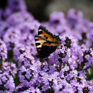 2000 THYMUS SERPYLLUM SEEDS - CREEPING THYME / WILD BRECKLAND THYME SEEDS - Picture 1 of 15