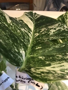 Beautiful Monstera deliciosa albo marginata variegated cutting aerial root (10b) - Picture 1 of 6