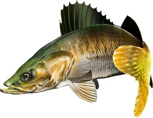 Walleye Beautiful Vinyl Sticker Fish Decals for Boat Car Vehicle Truck Fishing - Bild 1 von 13
