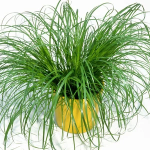 Cyperus Zumula - Cat Grass | Potted Cat Friendly Digestive Support | 20-30cm - Picture 1 of 5