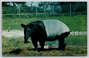 Postal Malayo Tapir Tapirus indicus Tapir Asiático Tapir Asiático - Imagen 1 de 2