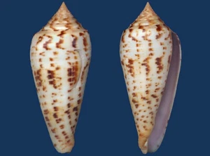 Muschel Conus pretiosus L Muschel - Bild 1 von 2