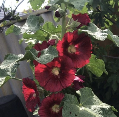 Hollyhock Ruby Red 100 Seeds – Cottage Garden Classic Heirloom Alcea Rosea - Image 1 of 4