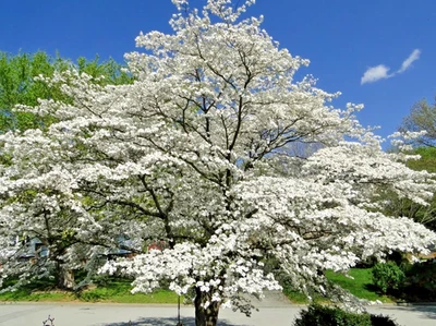 Набор из 2 белых живых деревьев кизила высотой 12–18 дюймов — Cornus Florida - Изображение 1 из 4