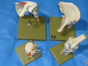 4pcs Vintage Kilgore Human Shoulder Hip Knee Spinal Somso-Medical Display - Picture 1 of 5