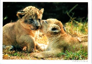 Two Lion Cubs "Little Hugs" Postcard - Picture 1 of 2
