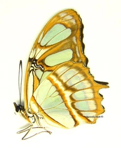 Unmontierter Schmetterling/Nymphalidae - Siproeta stelenes meridionalis, männlich, Peru - Bild 1 von 1