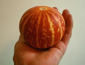 Melón de bolsillo - Reina Ana - 10+ semillas - ¡PERFUMADO y RENDIENDO! Cm 007 - Imagen 1 de 1