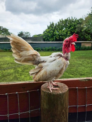 6 Kikiriki Hatching Eggs - PR Imports! Bolo, Topi, and Boneheads Half Dozen Eggs